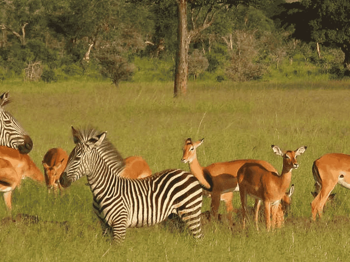 Activitie Wildlife Safaris