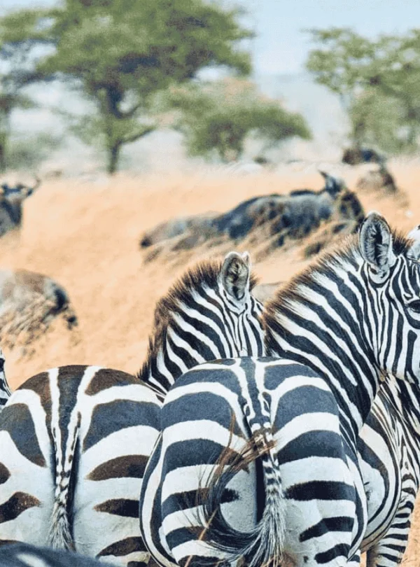 A herd of zebras can be seen in Mikumi National Park.