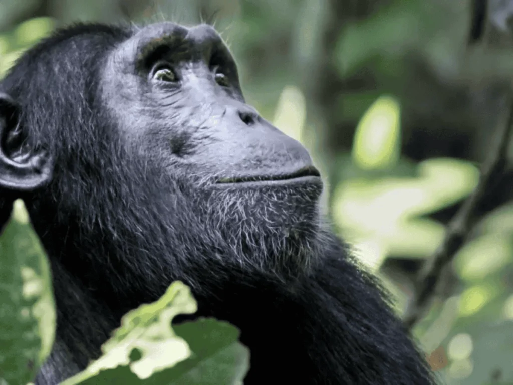 Picture 9 Days Uganda Gorilla Trekking Safari 01 with Maus Safari Company